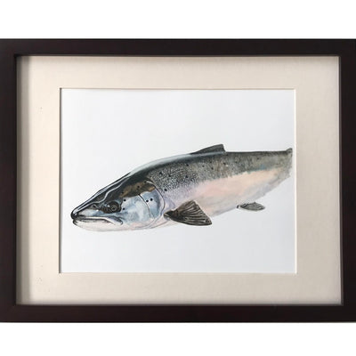 Atlantic Salmon Print