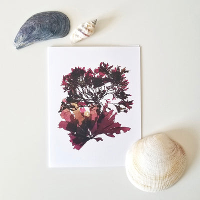 Canadian seaweed print greeting cards